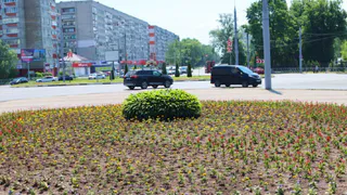 В Брянске зацвели более 160 тыс. растений на клумбах с наступлением лета
