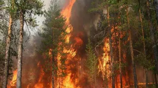 Под Брянском очередной лесной пожар (видео)