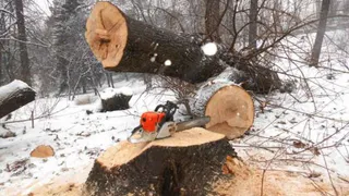 Кровавый лес: брянские следователи выясняют причины гибели лесорубов