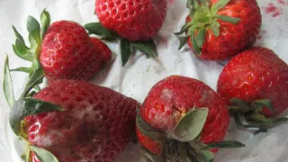 Брянск атаковали фуры с заражённой турецкой клубникой