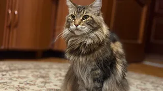 Как кошка извиняется перед человеком: 7 тихих жестов, которые хозяева часто принимают за обычные кошачьи странности