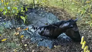 Под Брянском спасатели три часа вытаскивали провалившегося в яму с битумом коня