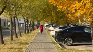 Брянскую область в воскресенье прогреет до +21 градуса
