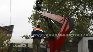 В Брянске ураган повалил десятки деревьев и повредил пять автомобилей