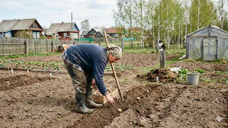 Вместо бугристых коряг — ровная картошка: опрыскиваю клубни перед посадкой, и парша не появляется