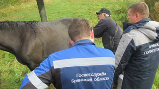 Спасатели три часа спасали лошадь из мазутной ямы под Брянском