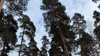 В Брянской области начали весенние работы по восстановлению лесов