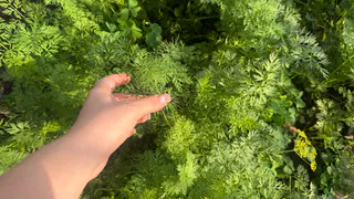 Ложка на ведро воды — и морковная муха исчезает: корнеплоды растут ровные, толстые и сладкие как мёд
