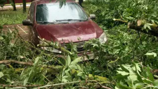 Ураган в Брянской области: стихия оставила автомобили под завалами