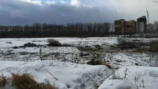 Чиновники добрались до  Деснянского лесопарка