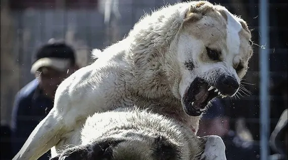 В Брянске два Алабая напали на 13-летнего мальчика