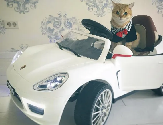 Кот Леон из Брянска покоряет Instagram