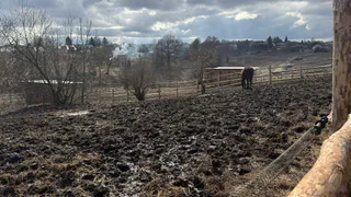 Брянская область сохранила лидерство в сельском хозяйстве России