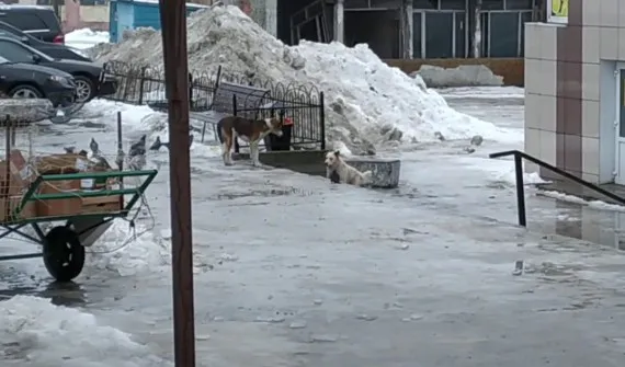Николай Виткевич показал стаи бродячих собак на советском рынке